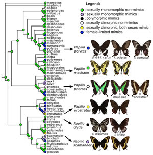 PapilioMimicryDiversity