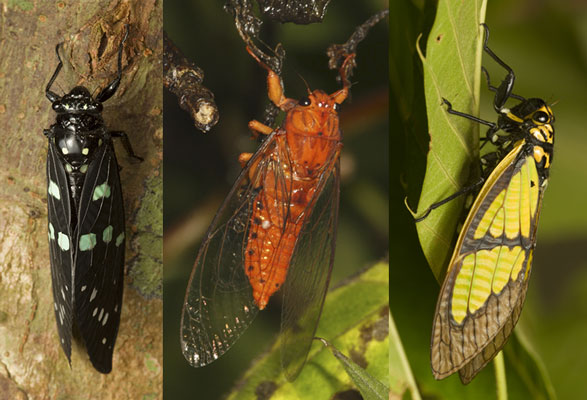 Indiann Cicadas