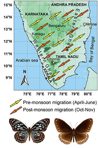 DanaineMigration