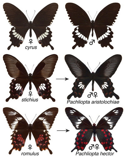 PapilioPolytesMimicry