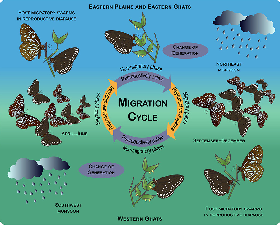 Reproductive and migratory phases in the seasonal migration of milkweed butterflies in peninsular India