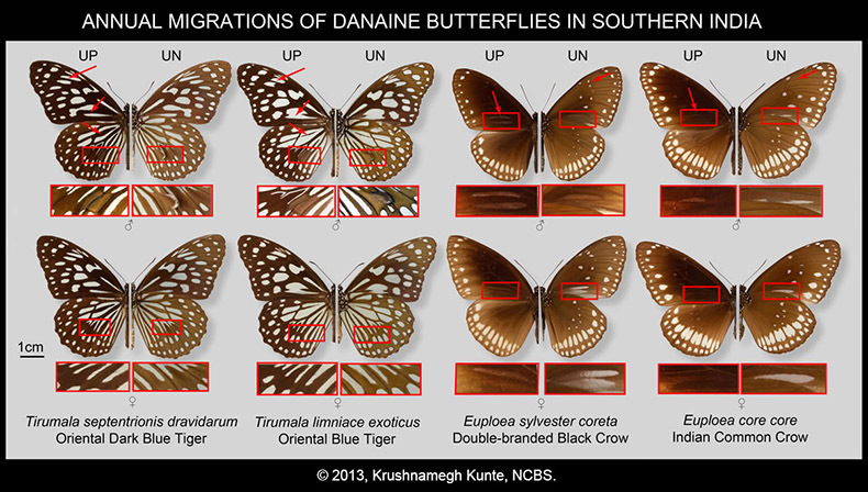 Identification of migratory milkweed butterflies