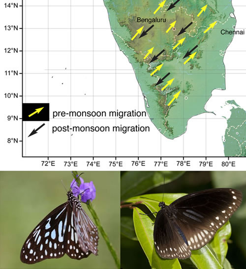 Milkweed butterfly migration in peninsular India